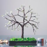 A bonsai tree sits on a reflective desk with a plain background behind it